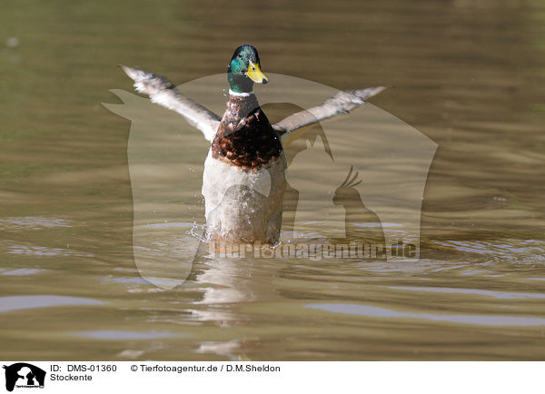 Stockente / mallard / DMS-01360