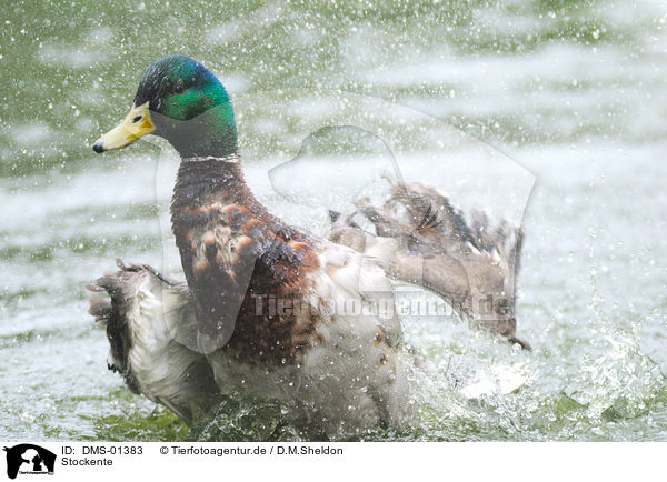 Stockente / mallard / DMS-01383