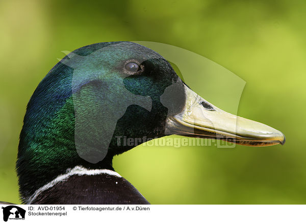 Stockentenerpel / male mallard / AVD-01954