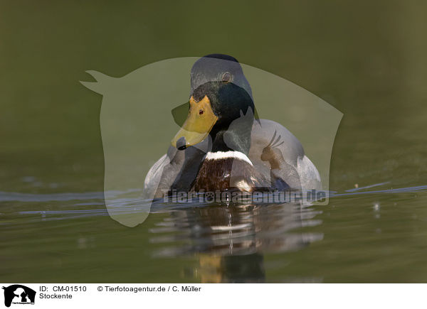 Stockente / mallard / CM-01510