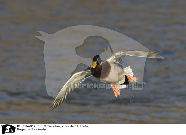 fliegende Stockente / flying mallard / THA-01963