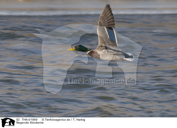 fliegende Stockente / flying mallard / THA-01969