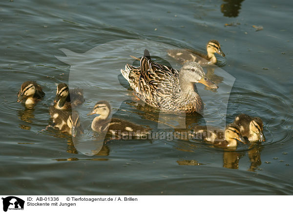 Stockente mit Jungen / mallard with babys / AB-01336