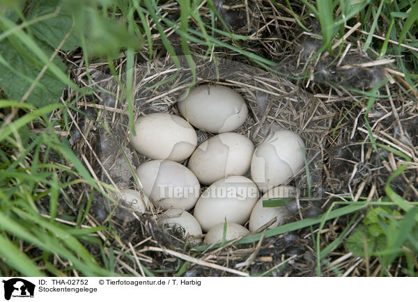 Stockentengelege / mallard eggs / THA-02752