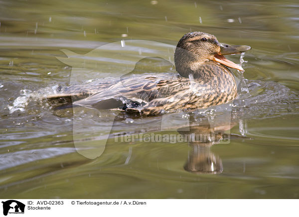 Stockente / mallard / AVD-02363