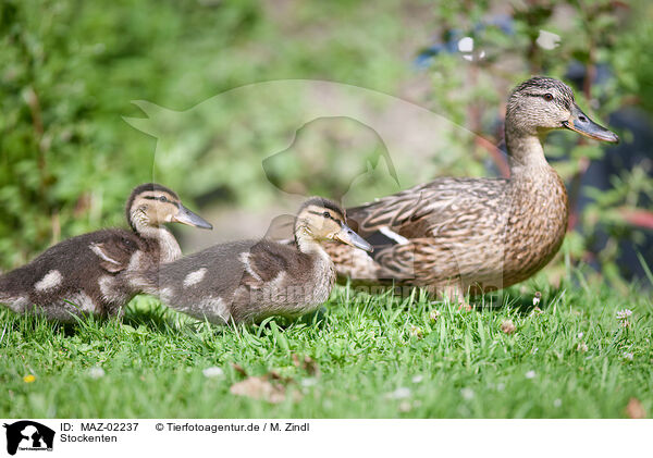 Stockenten / mallards / MAZ-02237