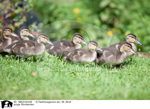 junge Stockenten / young mallards / MAZ-02238