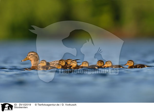 Stockenten / mallards / DV-02019