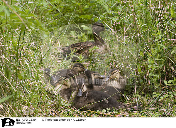 Stockenten / mallards / AVD-02394