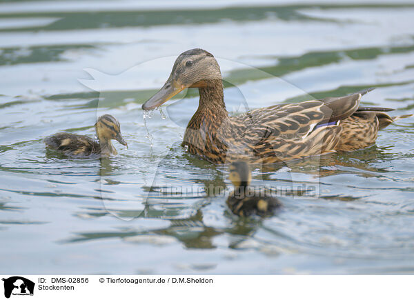 Stockenten / mallards / DMS-02856