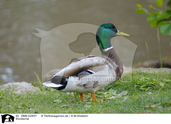 Stockente / DMS-02857