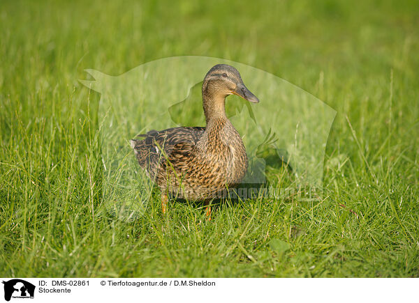 Stockente / DMS-02861