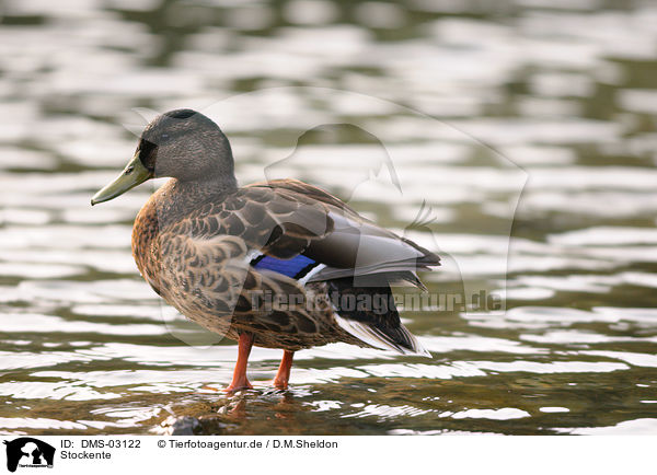Stockente / mallard / DMS-03122