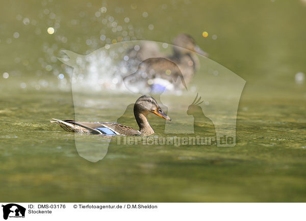 Stockente / mallard / DMS-03176