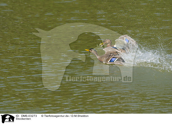 Stockenten / mallards / DMS-03273