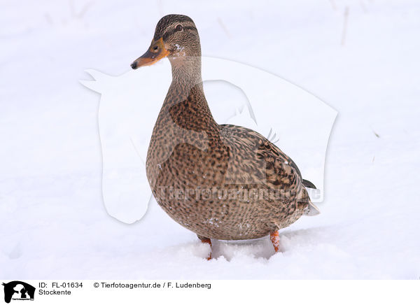 Stockente / mallard / FL-01634