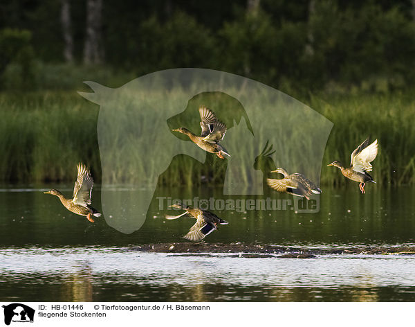 fliegende Stockenten / flying mallards / HB-01446