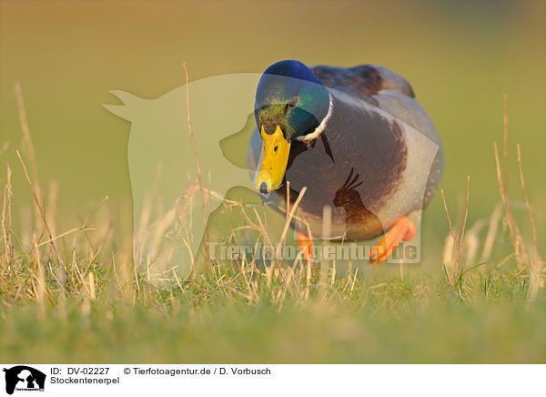 Stockentenerpel / mallard / DV-02227