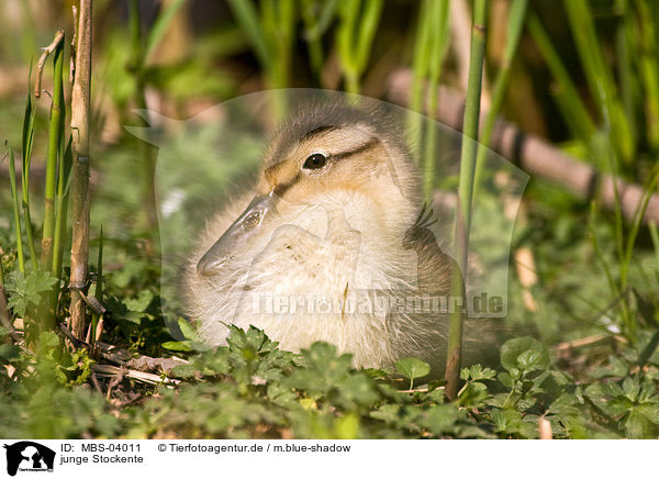junge Stockente / young mallard / MBS-04011