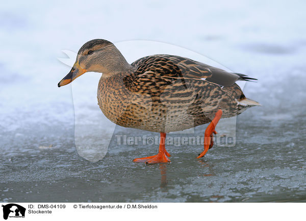 Stockente / mallard / DMS-04109