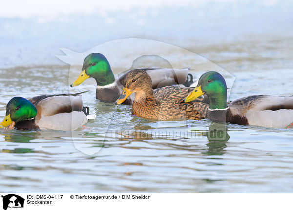 Stockenten / mallards / DMS-04117