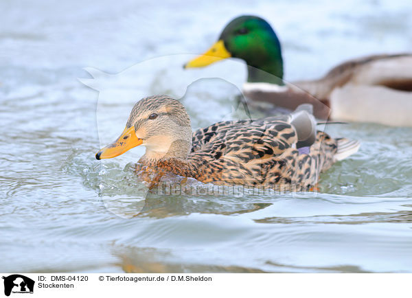 Stockenten / mallards / DMS-04120
