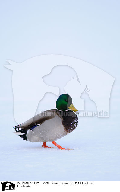 Stockente / mallard / DMS-04127