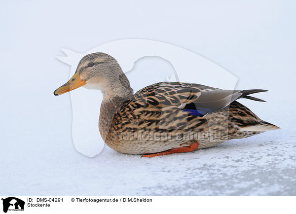 Stockente / mallard / DMS-04291