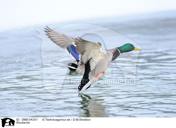 Stockente / mallard / DMS-04301