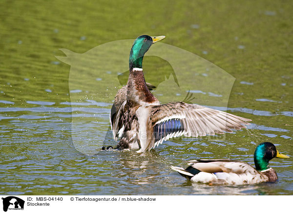 Stockente / mallard / MBS-04140