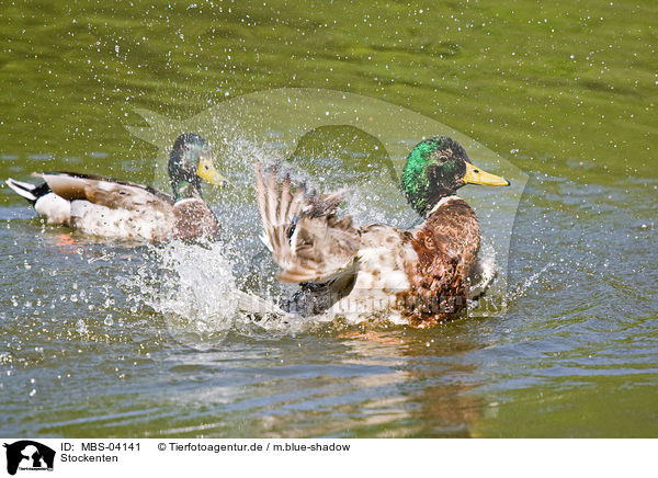 Stockenten / mallards / MBS-04141