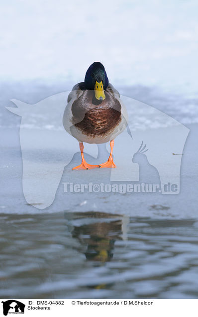 Stockente / mallard / DMS-04882