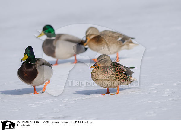 Stockenten / mallards / DMS-04889