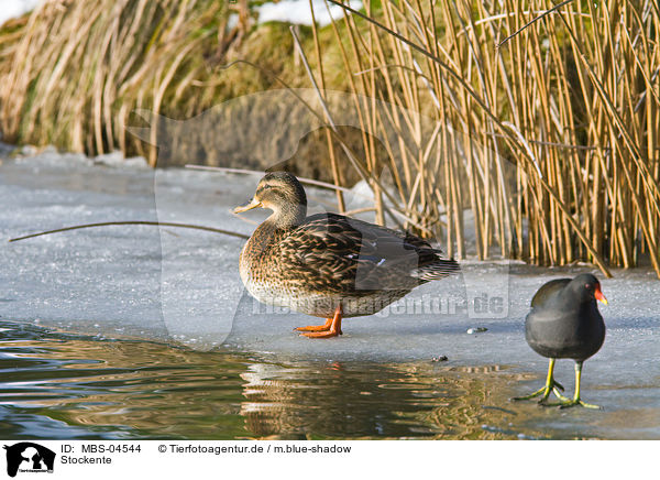 Stockente / mallard / MBS-04544