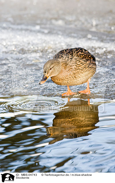 Stockente / mallard / MBS-04743