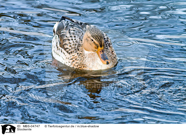 Stockente / mallard / MBS-04747