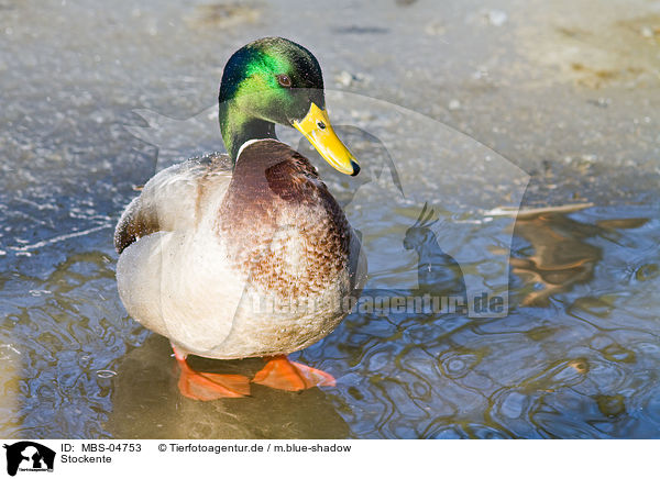 Stockente / mallard / MBS-04753
