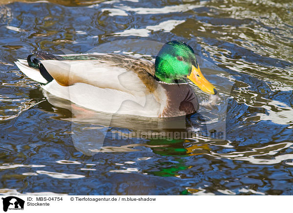 Stockente / mallard / MBS-04754