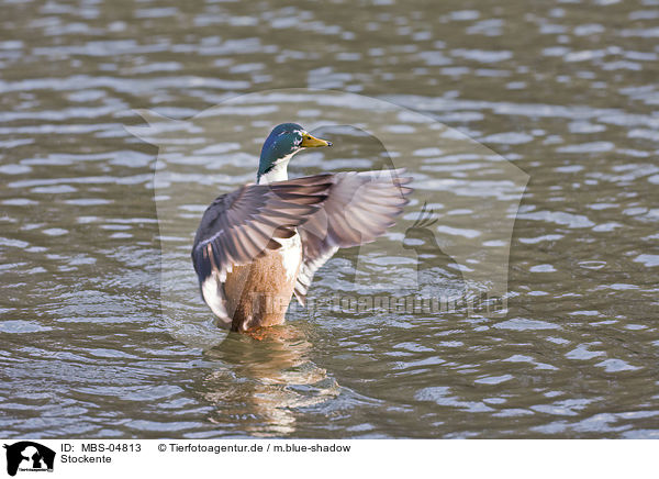 Stockente / MBS-04813