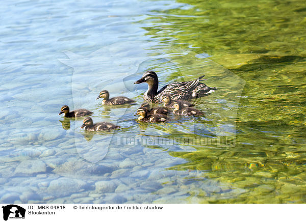 Stockenten / mallards / MBS-04818