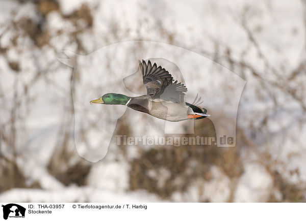 Stockente / mallard / THA-03957