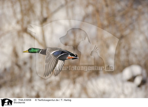 Stockente / mallard / THA-03958