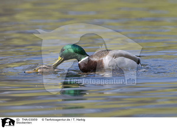 Stockenten / mallards / THA-03959