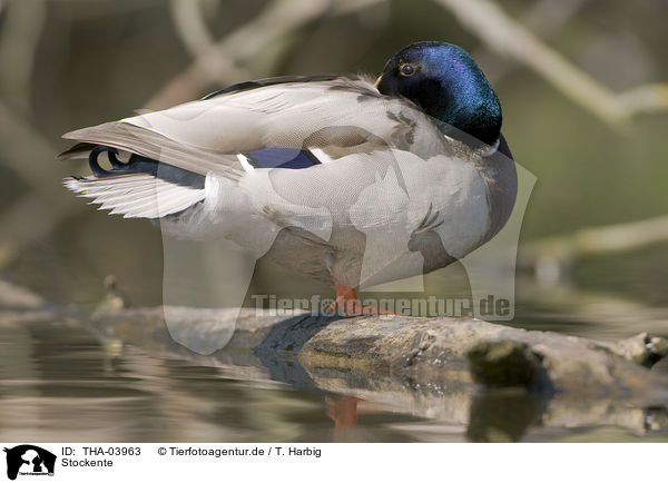 Stockente / mallard / THA-03963