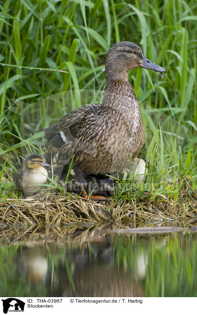 Stockenten / mallards / THA-03967