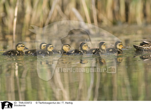 Stockente / mallard / THA-03972