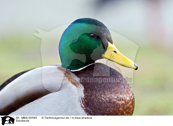 Stockente / MBS-05595
