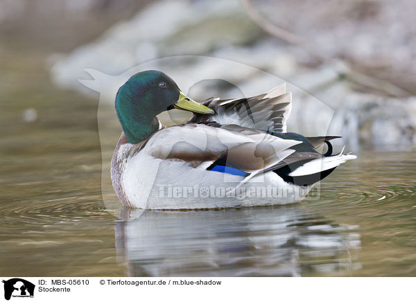 Stockente / mallard / MBS-05610