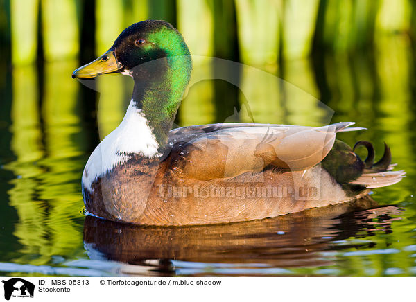 Stockente / mallard / MBS-05813