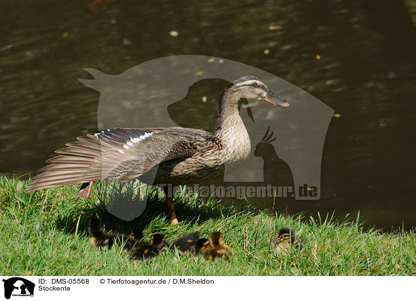 Stockente / mallard / DMS-05568